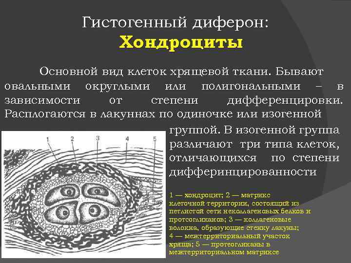 Гистогенный диферон: Хондроциты Основной вид клеток хрящевой ткани. Бывают овальными округлыми или полигональными –