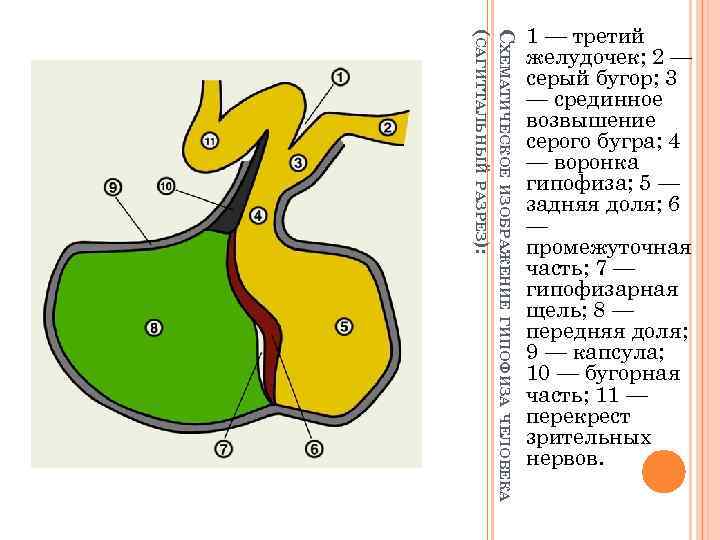 СХЕМАТИЧЕСКОЕ ИЗОБРАЖЕНИЕ ГИПОФИЗА ЧЕЛОВЕКА (САГИТТАЛЬНЫЙ РАЗРЕЗ): 1 — третий желудочек; 2 — серый бугор;