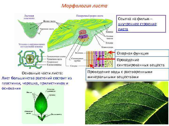 Лист ботаника строение. Лист функции листа морфология листа. Морфология листовой пластинки черешка прилистников. Морфология пластинки листа.