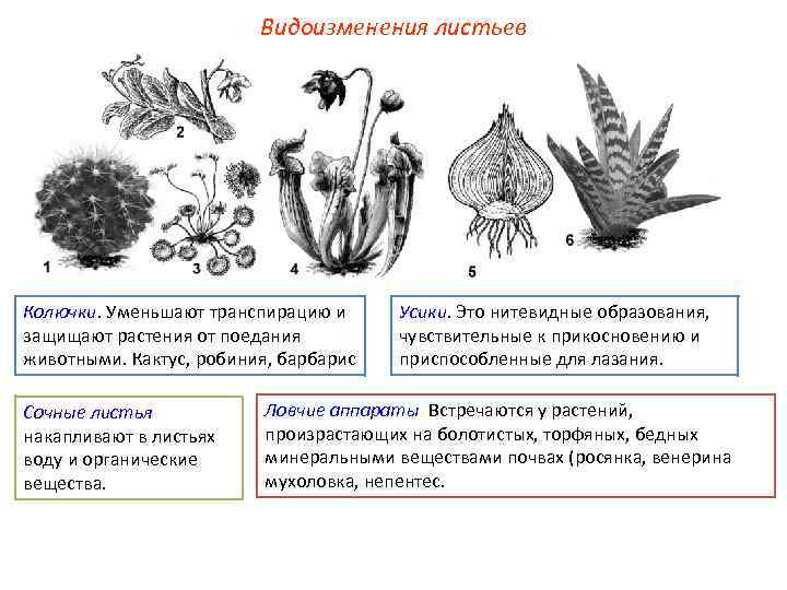 Метаморфозы листа таблица. Видоизменения листа ботаника. Схема видоизменение листа. Функции видоизмененных листьев усики.