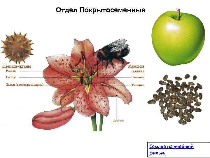 Строение цветков покрытосеменных растений