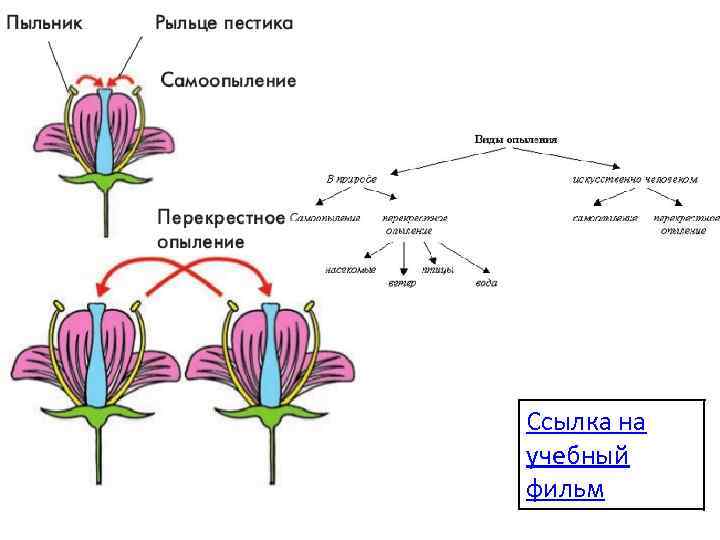 Какой процесс следует за опылением. Схема опыления цветковых растений. Опыление растений самоопыление. Схема типы опыления растений. Опыление покрытосеменных растений.