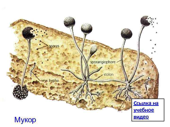 Размножение мукора. Этапы развития мукора. Мукор половой процесс. Мукор размножение. Размножение гриба мукора.