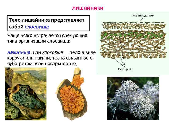 Общие признаки лишайников и растений
