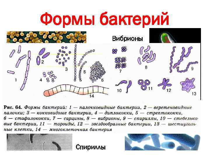 Проект виды бактерий