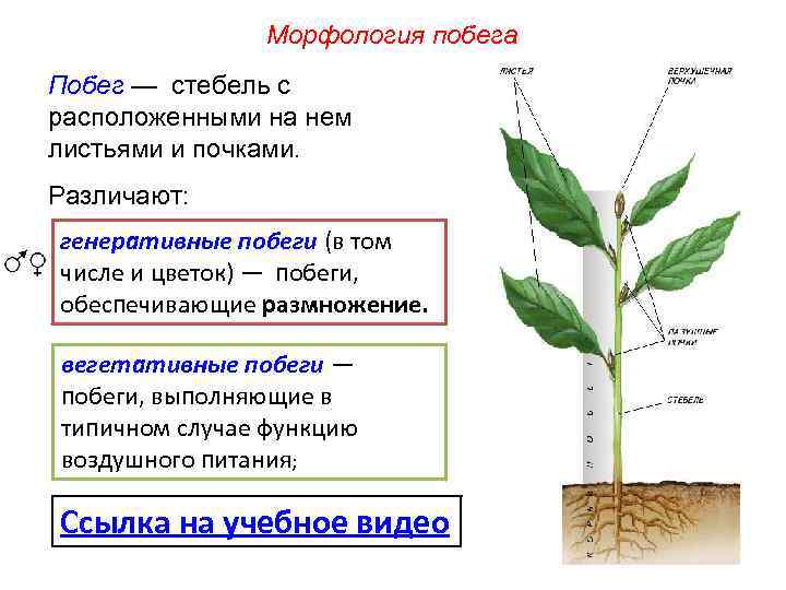 Как различают почки у растений