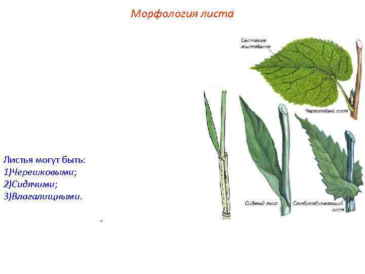 Могу листа. Черешковый 2) сидячий. Тип листа 1) черешковый 2) сидячий. Лист подорожника черешковый или сидячий. Лист клена черешковый или сидячий.