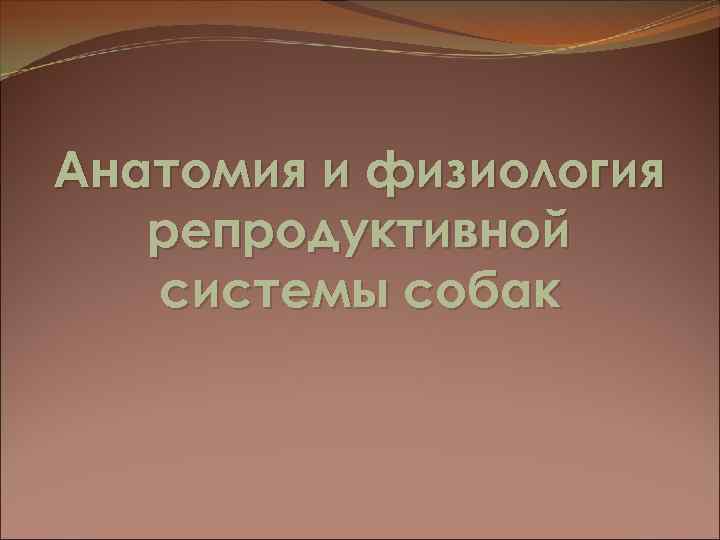 Анатомия и физиология репродуктивной системы собак 