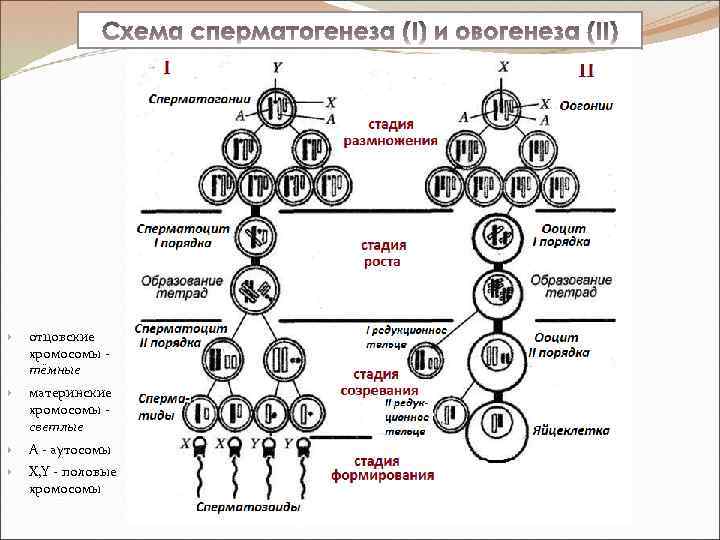  отцовские хромосомы тёмные материнские хромосомы светлые А - аутосомы X, Y - половые