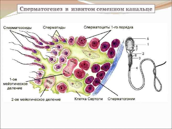 Схема строения cao