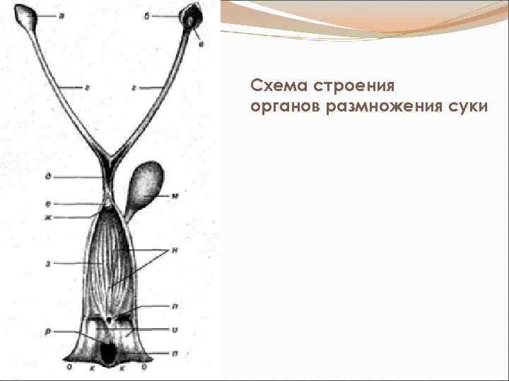 Схема органов размножения