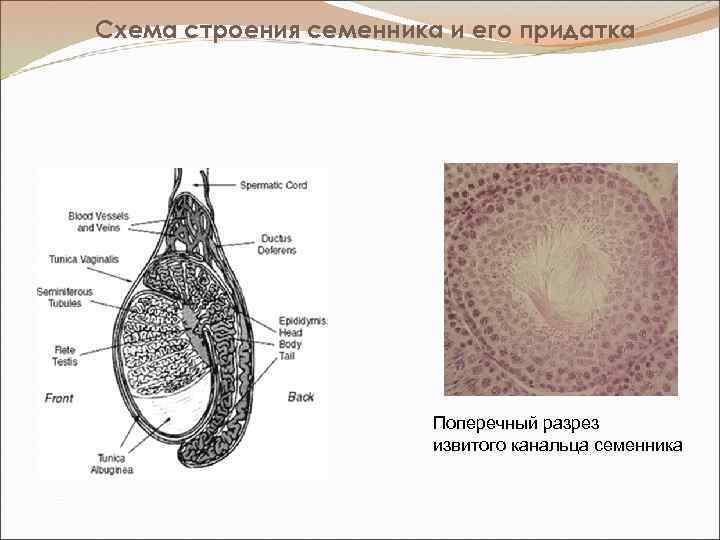 Схема строения семенника и его придатка Поперечный разрез извитого канальца семенника 