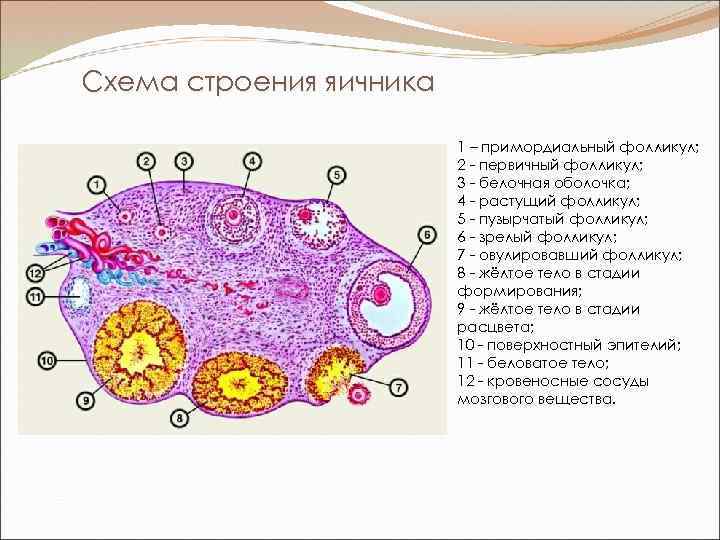 Яичник рисунок анатомия