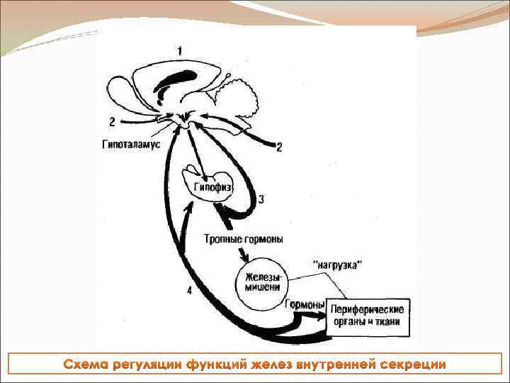 Схема регуляции функций желез внутренней секреции 