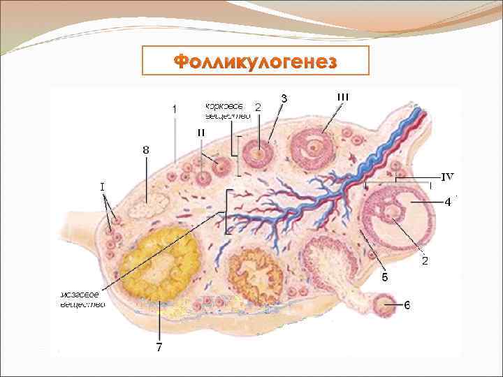 Фолликулогенез 