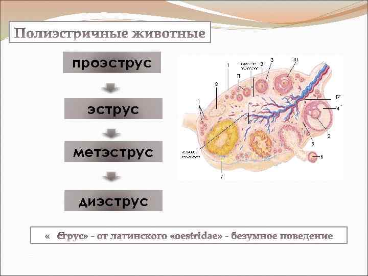 проэструс метэструс диэструс 