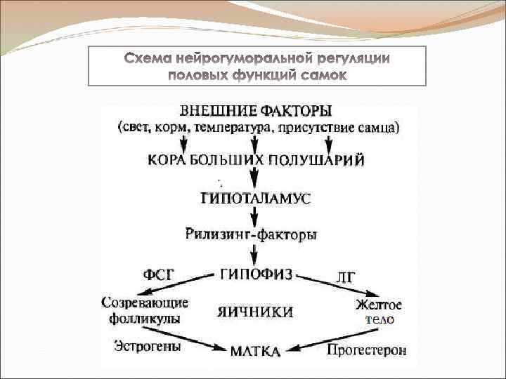 Схема репродуктивной системы