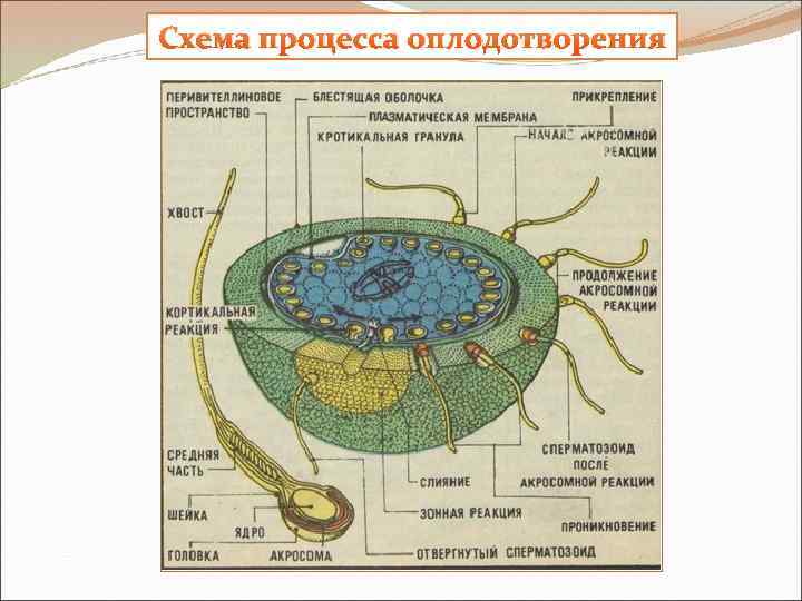 Схема процесса оплодотворения 