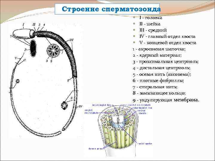 Строение сперматозоида I - головка II - шейка III - средний IV - главный