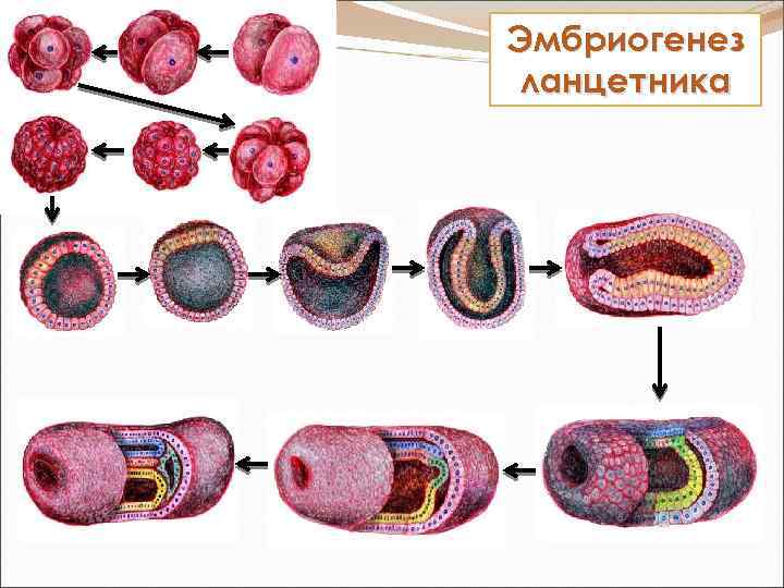 Рассмотрите рисунок и определите стадию эмбриогенеза ланцетника и зародышевый листок