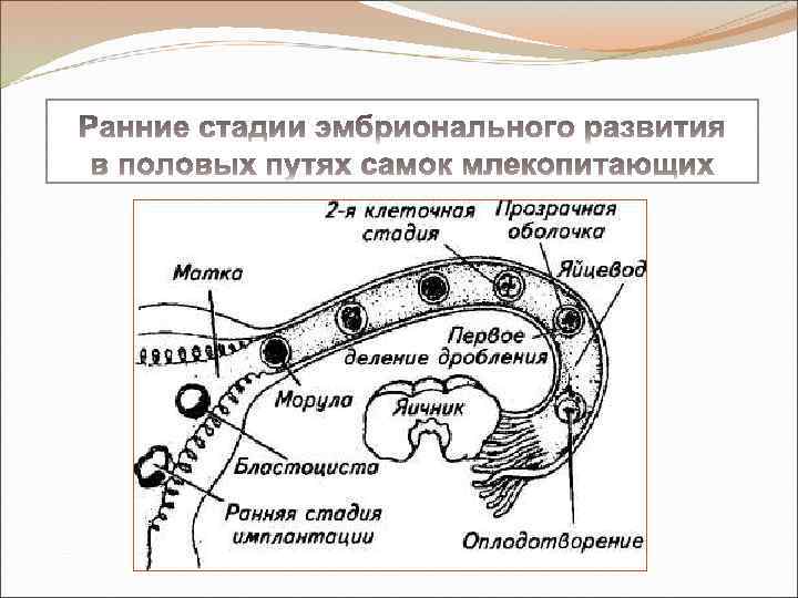 Схема образования условного рефлекса у собак