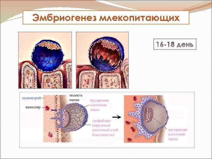 Эмбриогенез млекопитающих 