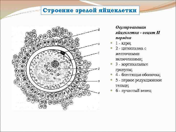 Строение зрелой яйцеклетки Овулировавшая яйцеклетка - ооцит II порядка 1 - ядро; 2 -