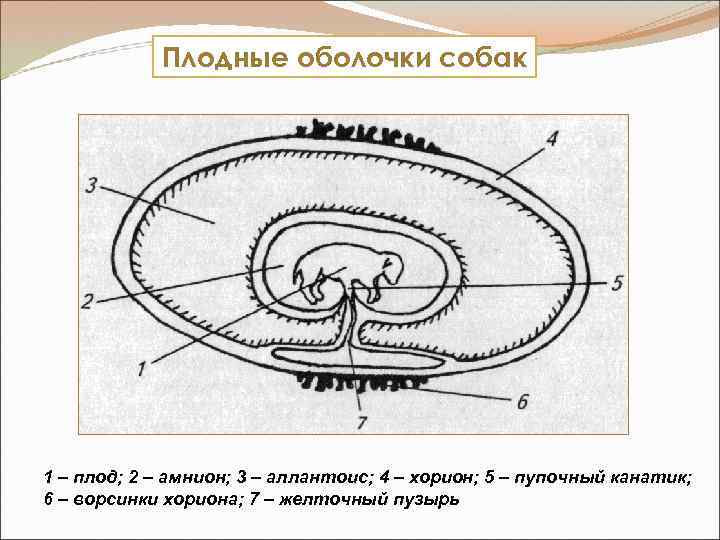 На рисунке показано развитие зародыша внутри матки