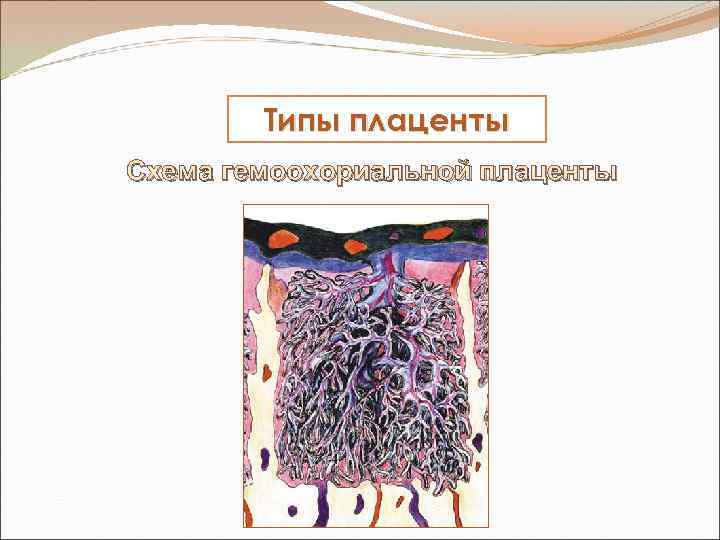 Типы плаценты Схема гемоохориальной плаценты 