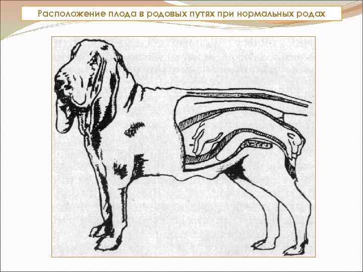 Организм собаки схема