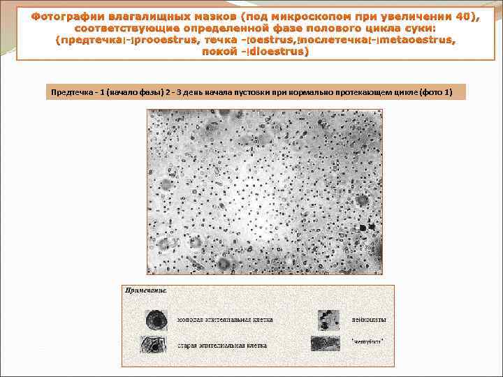 Фотографии влагалищных мазков (под микроскопом при увеличении 40), соответствующие определенной фазе полового цикла суки: