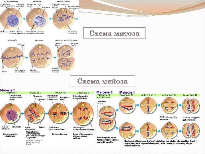 Изучение стадий митоза. Таблица по митозу. Изучение стадий мейоза на готовых микропрепаратах. Процесс митоза белка схема. Сравнение митоза у растений и животных таблица.