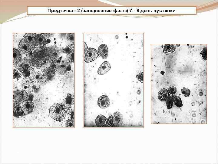 Предтечка - 2 (завершение фазы) 7 - 8 день пустовки 