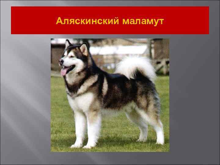 Аляскинский маламут 