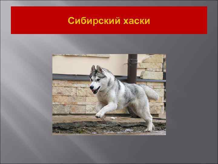 Сибирский хаски 