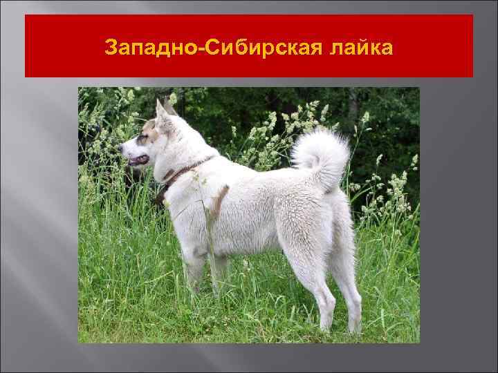 Западно-Сибирская лайка 