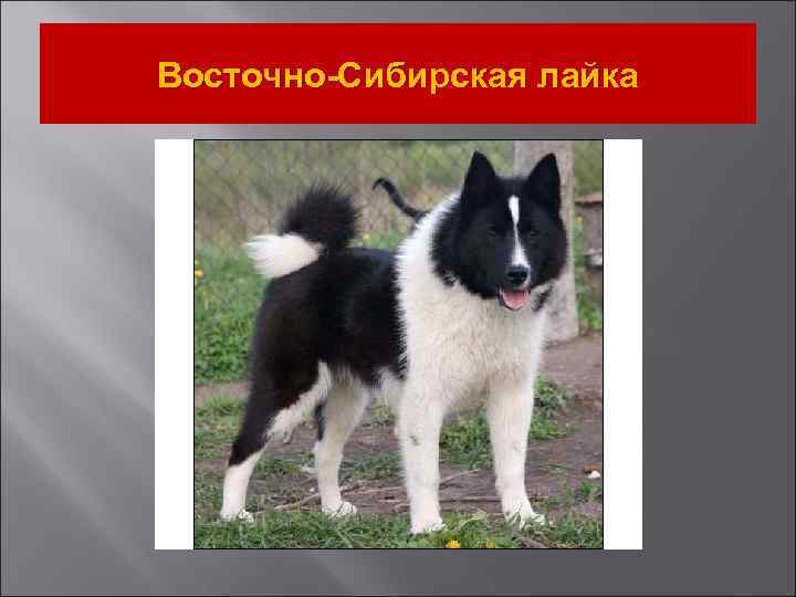 Восточно-Сибирская лайка 