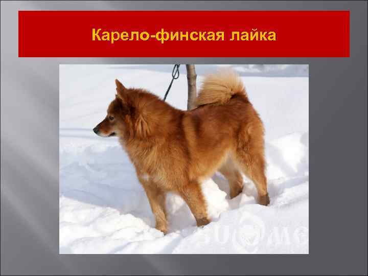 Карело-финская лайка 
