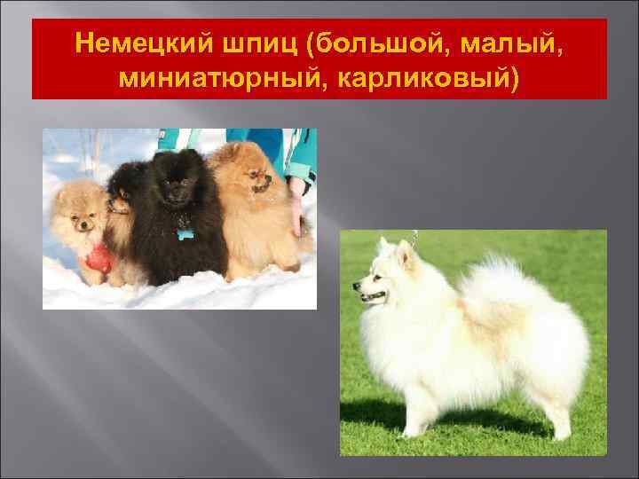 Немецкий шпиц (большой, малый, миниатюрный, карликовый) 