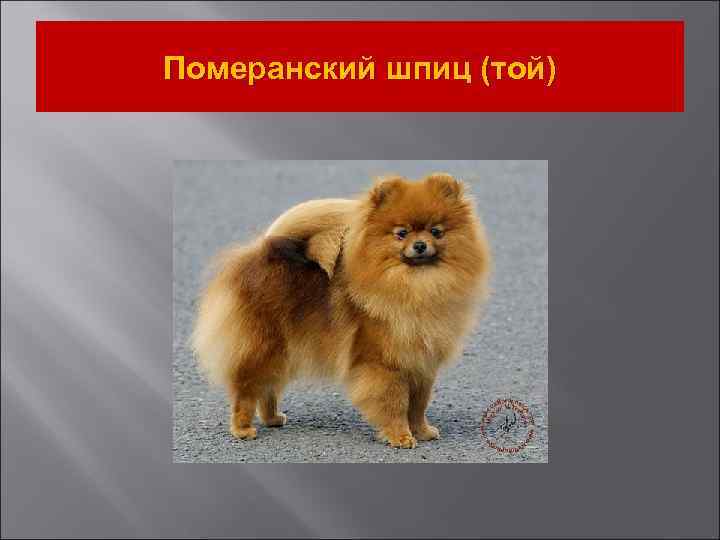 Померанский шпиц (той) 