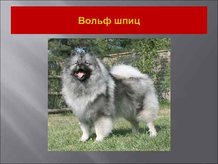 Вольф шпиц 