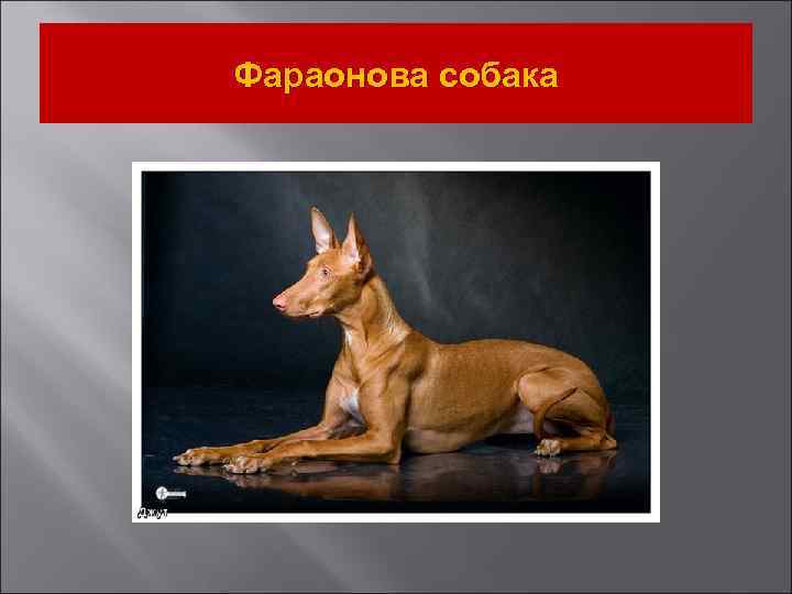 Фараонова собака 