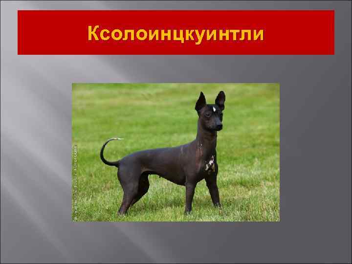 Ксолоинцкуинтли 