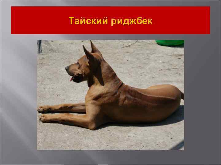 Тайский риджбек 