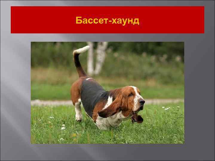 Бассет-хаунд 