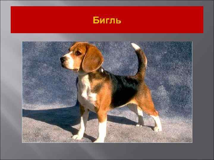 Бигль 