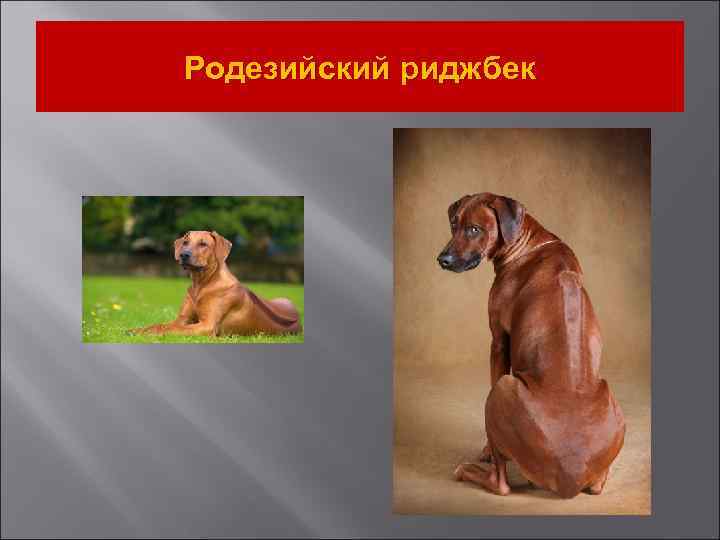 Родезийский риджбек 