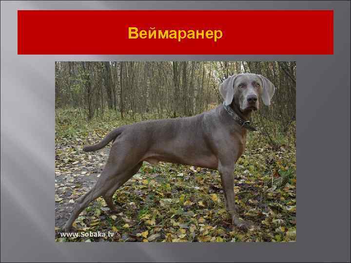 Веймаранер 