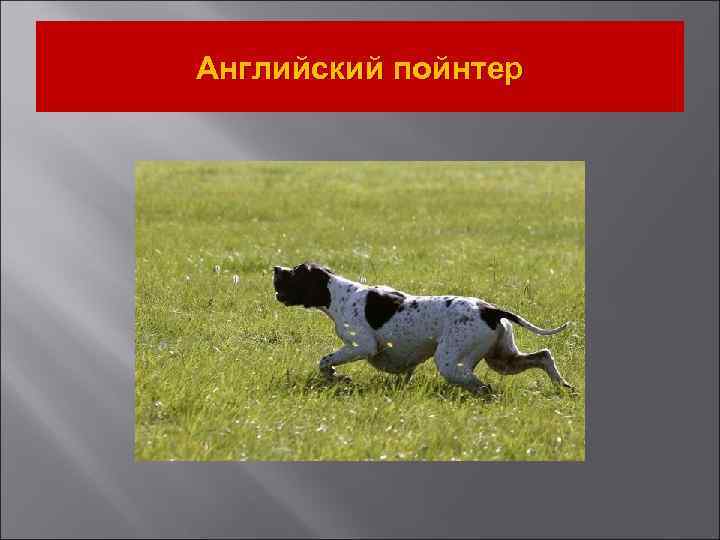 Английский пойнтер 