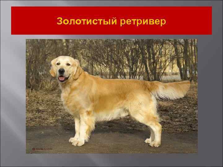 Золотистый ретривер 